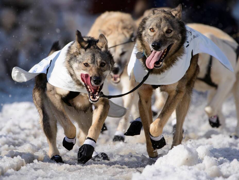 ソリをひく犬＝2015年3月8日（ロイター/アフロ）