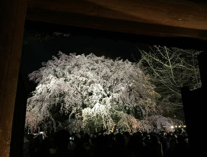 [写真]六義園の内庭大門から望むしだれ桜。額縁に入った絵画のようにも見える＝28日午後8時ごろ