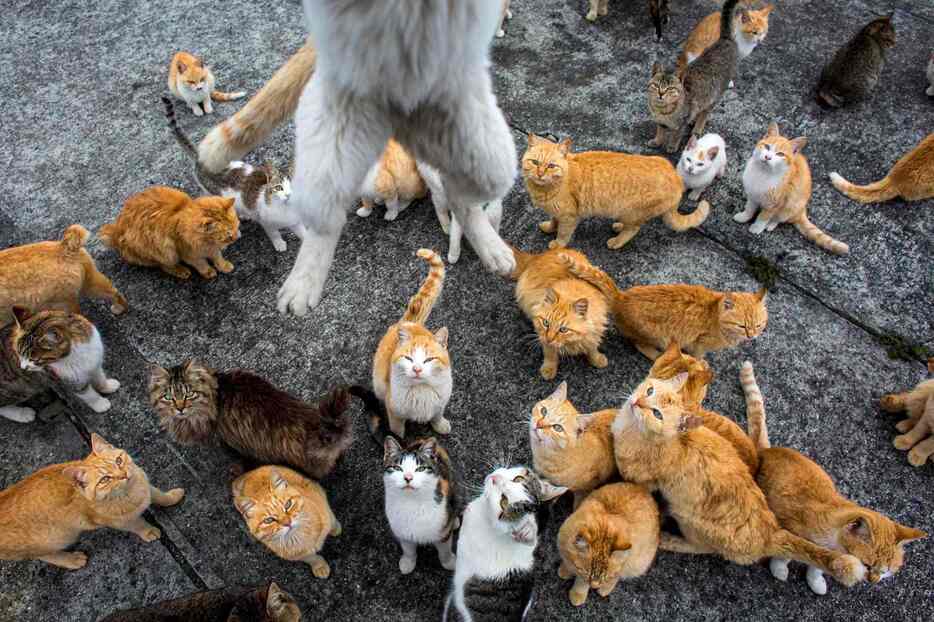 写真特集 島民17人に猫100匹の島 愛媛 青島 猫の楽園 Yahoo ニュース Yahoo ニュース