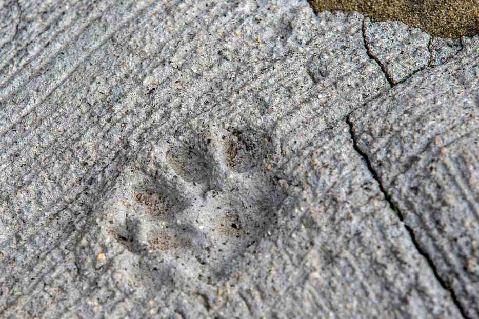 コンクリートに刻まれた猫の足跡（ロイター/アフロ）