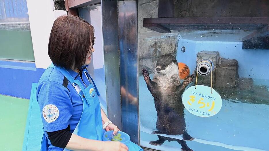 ［写真］伊勢シーパラダイスでは「カワウソをもっとよく知ろうWEEK」が6月4日まで行われている