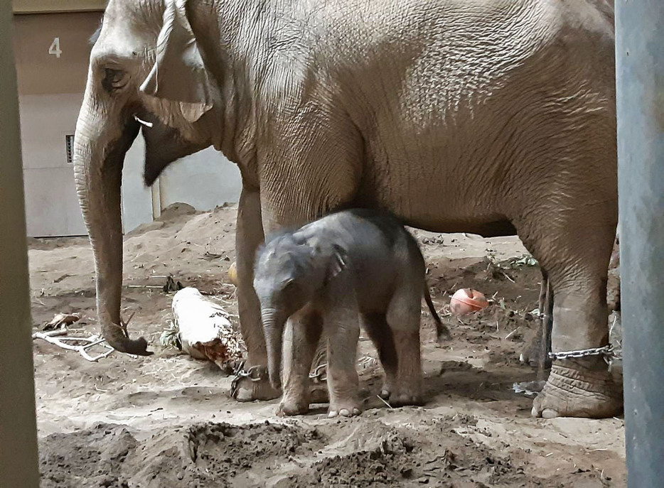 アジアゾウのパールと生まれたての赤ちゃん＝20日午前、札幌市の円山動物園（同動物園提供）
