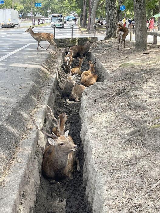 ［写真］奈良公園の溝でひっそりと休むシカたち。多くのシカが順番を待つように周囲に集まっていた＝28日正午、奈良市内で