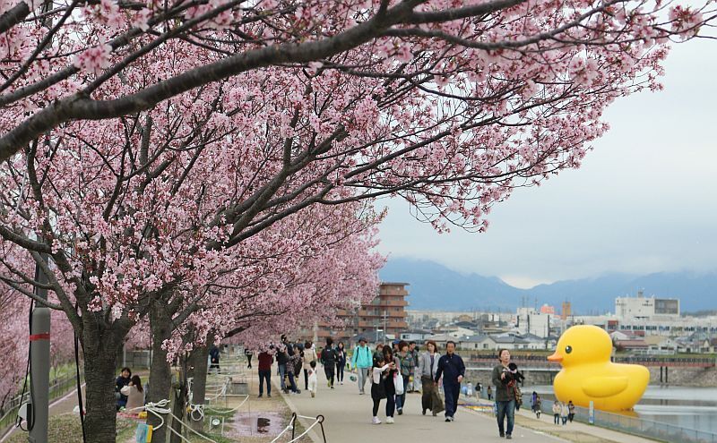 [写真]桜とラバーダックの「競演」が楽しめる狭山池＝4日夕、大阪狭山市で