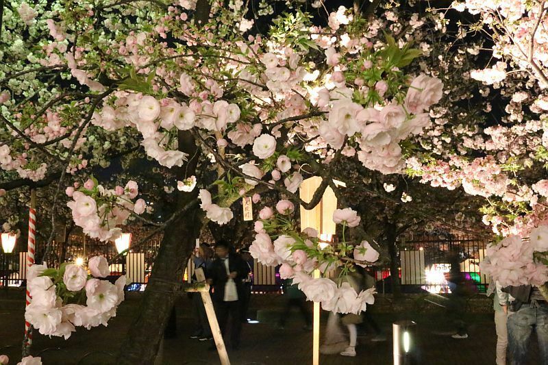 [写真]夜もにぎわう造幣局「桜の通り抜け」=8日午後8時半ごろ、大阪市北区で