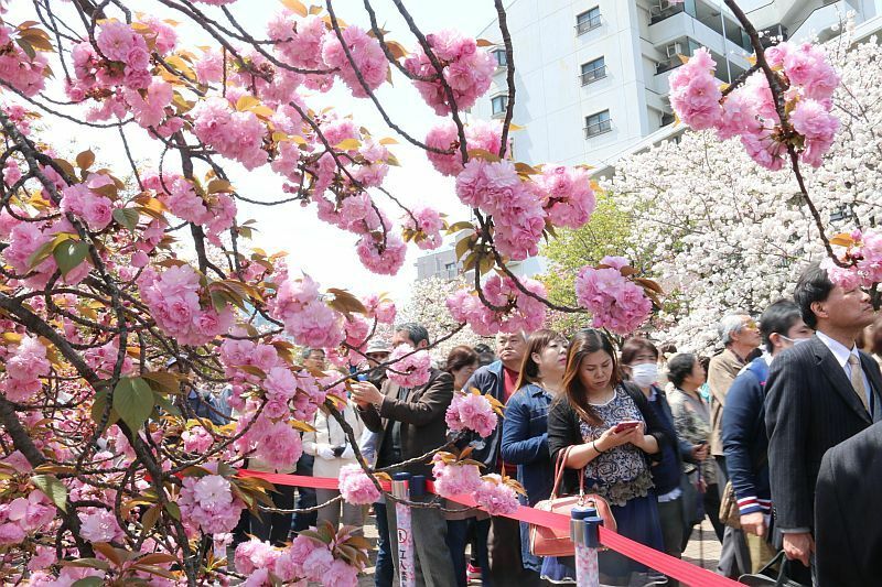 [写真]見ごろを迎えている造幣局桜の通り抜け＝12日正午ごろ、大阪市北区で