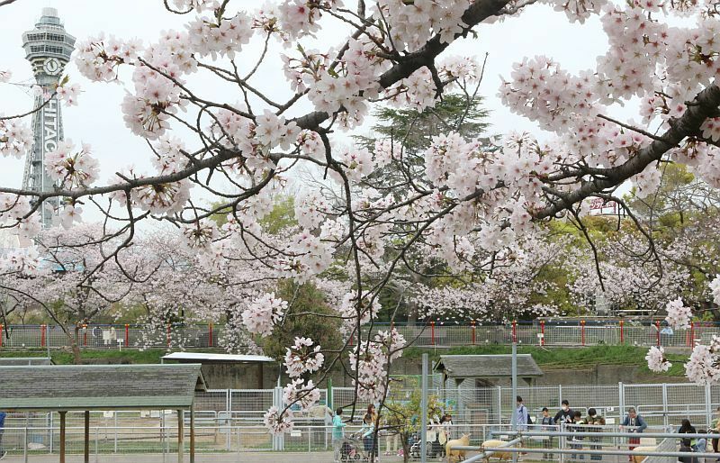 [写真]天王寺動物園「ふれあい広場」では、朝から咲き誇る桜のもとヒツジとのふれあいを楽しむ来園者の姿が多くみられた=5日午前11時ごろ、大阪市天王寺区で