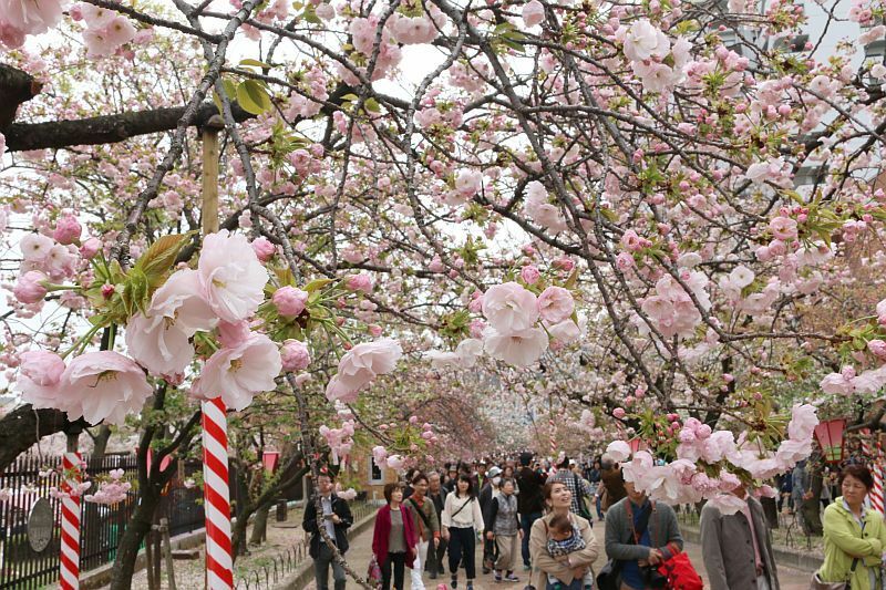 [写真]桜の通り抜けが始まり、多くの人でにぎわう造幣局=8日午後1時ごろ、大阪市北区で