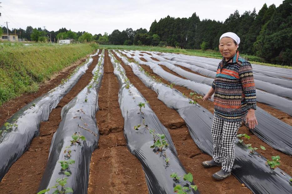 サツマイモの苗植えにやってきた堀田美津代さん（撮影：木野千尋）