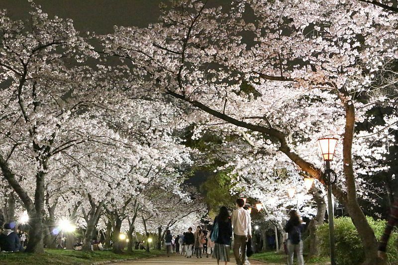 [写真]西の丸庭園の桜のトンネルの下ではござを敷いて花見を楽しむ人も=3日午後8時すぎ、大阪市中央区で