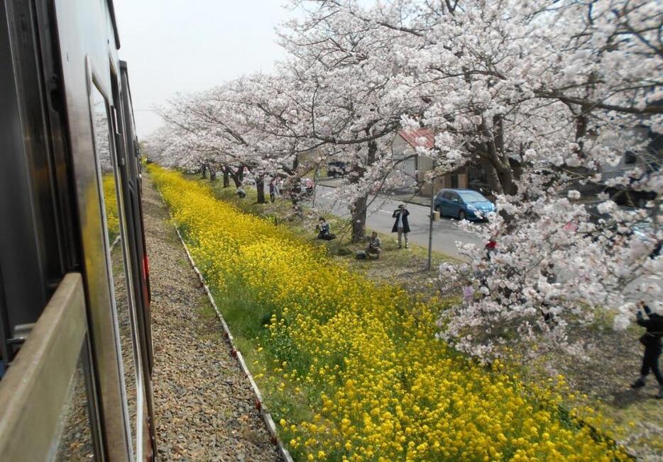 [写真]桜と菜の花に囲まれて走る