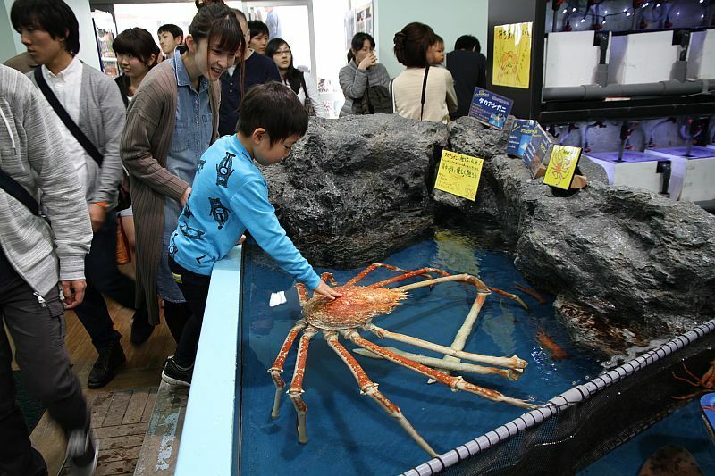 [写真]タッチングプールで深海生物のタカアシガニに触れる子ども（愛知県蒲郡市で）