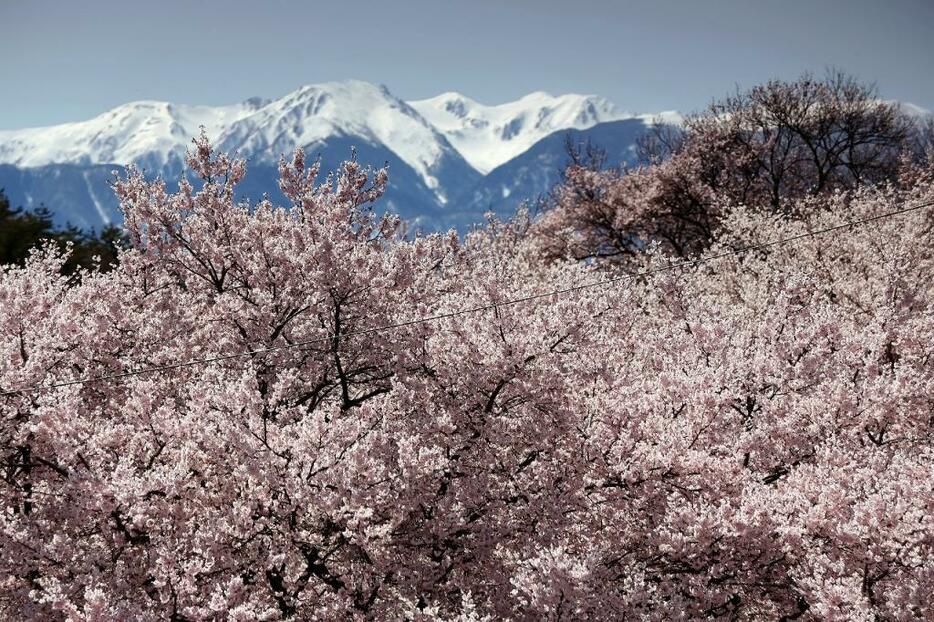 [写真]快晴時には、桜を背景にくっきりと木曽駒ヶ岳などのアルプスの山々を見ることができる（2013年・高遠城址公園にて撮影）