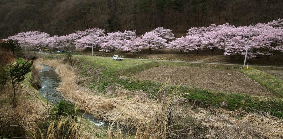 [写真]日本の原風景に桜は欠かせない