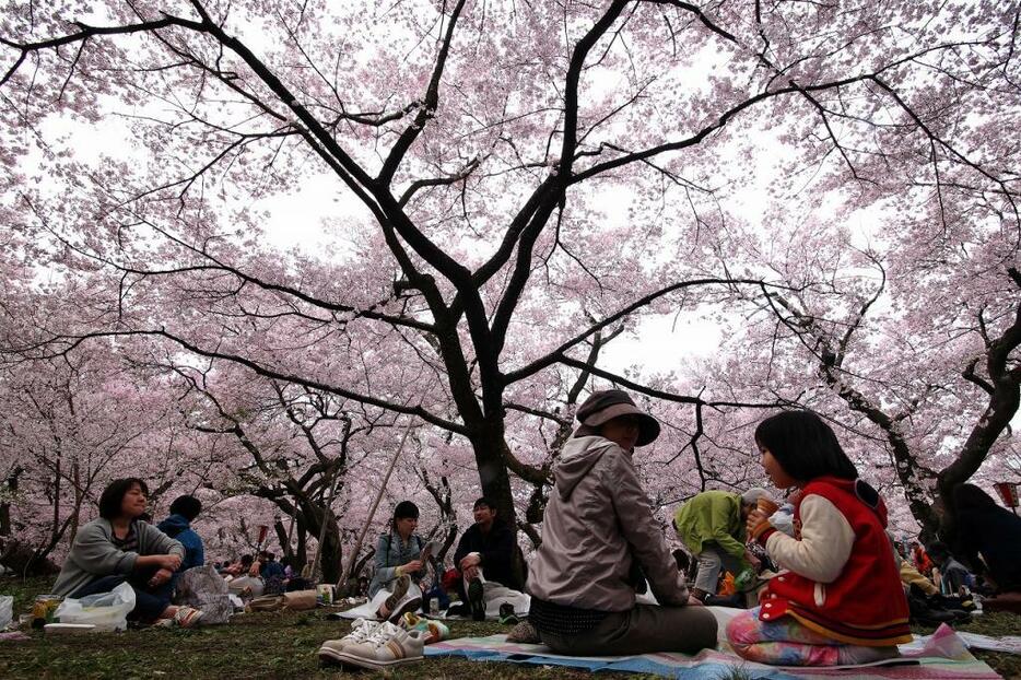 [写真]濃いピンクの花の下では、心なしか空間も桜色に染まる