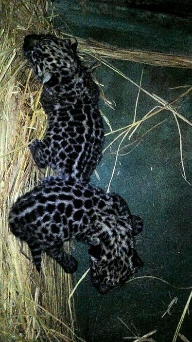 [写真]ジャガーの赤ちゃん2頭の体長は30センチほどだという（天王寺動物園提供）
