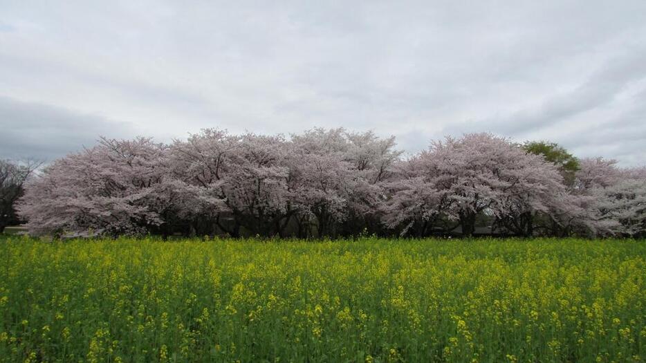 [写真]ソメイヨシノと菜の花