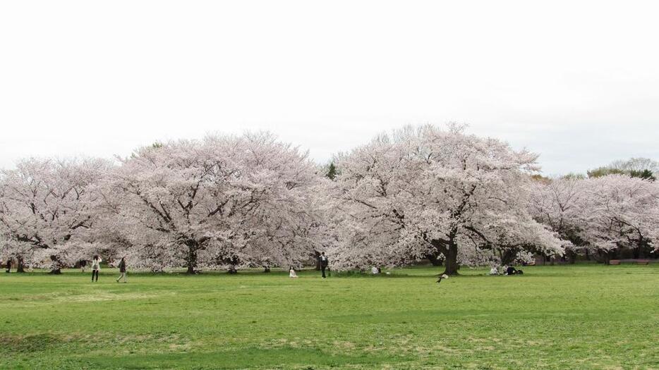 [写真]満開の桜にカメラマンラの姿も見られた