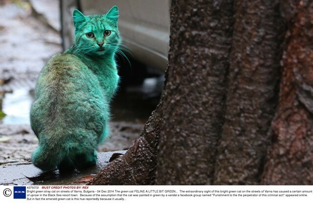 ブルガリアの「エメラルド猫」。ガレージの合成塗料の上で寝ていたことが原因（REX FEATURES/アフロ）