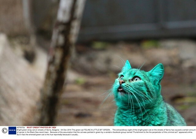 ブルガリアの「エメラルド猫」。ガレージの合成塗料の上で寝ていたことが原因（REX FEATURES/アフロ）