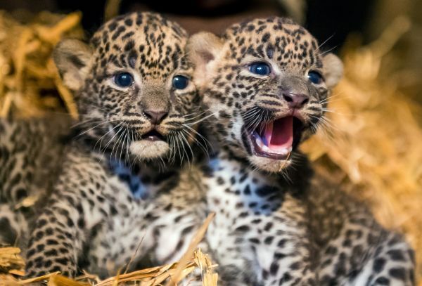 [写真]フランス北部モブージュ（Maubeuge）の動物園で7月に生まれたスリランカヒョウの子ども（2014年9月9日撮影）。(c)AFP/PHILIPPE HUGUEN