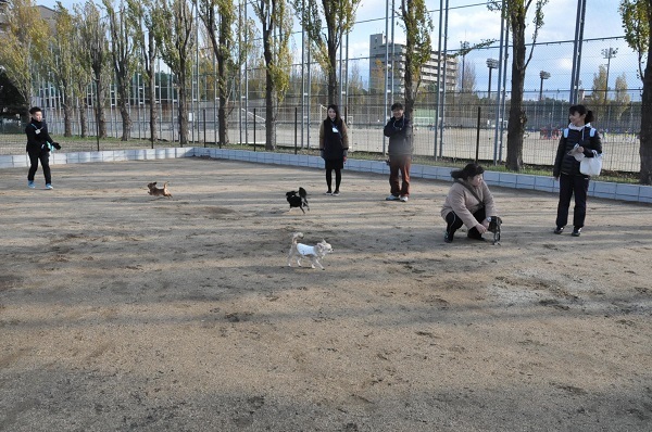 [写真]飼い主たちが見守る中、犬たちが元気に駆け回る＝大阪市鶴見区鶴見緑地駅前エリアの鶴見緑地パートナードッグタウン