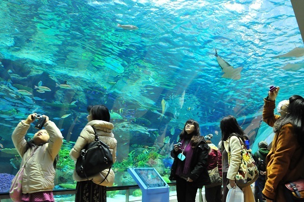 [写真] 公開された「サンゴ礁大水槽」生き物がたくさんみられ好評だ＝愛知県名古屋市の名古屋港水族館で