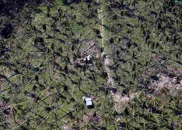 台風で倒れた木々＝2014年12月9日（ロイター/アフロ）