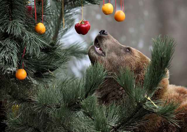 ドイツ・ハーゲンベック動物園＝2014年12月5日（ロイター/アフロ）