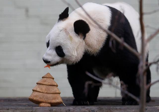 スコットランド・エディンバラ動物園＝2014年12月17日（ロイター/アフロ）