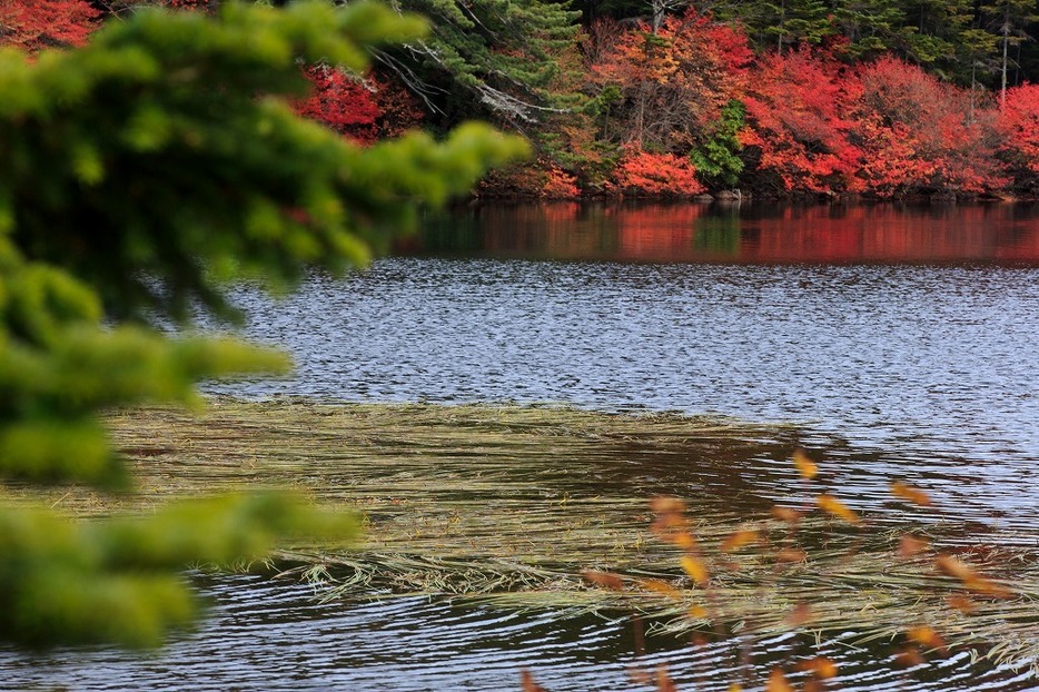 [写真]紅葉の名所、長野・白駒の池の紅葉