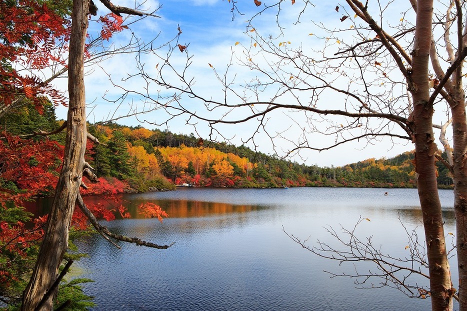 [写真]紅葉の名所、長野・白駒の池の紅葉