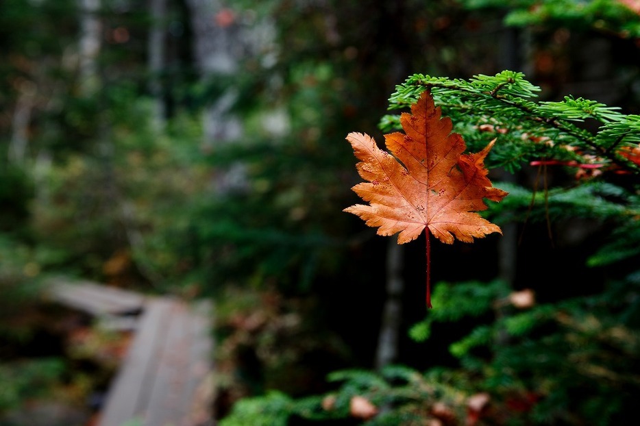 [写真]紅葉の名所、長野・白駒の池の紅葉