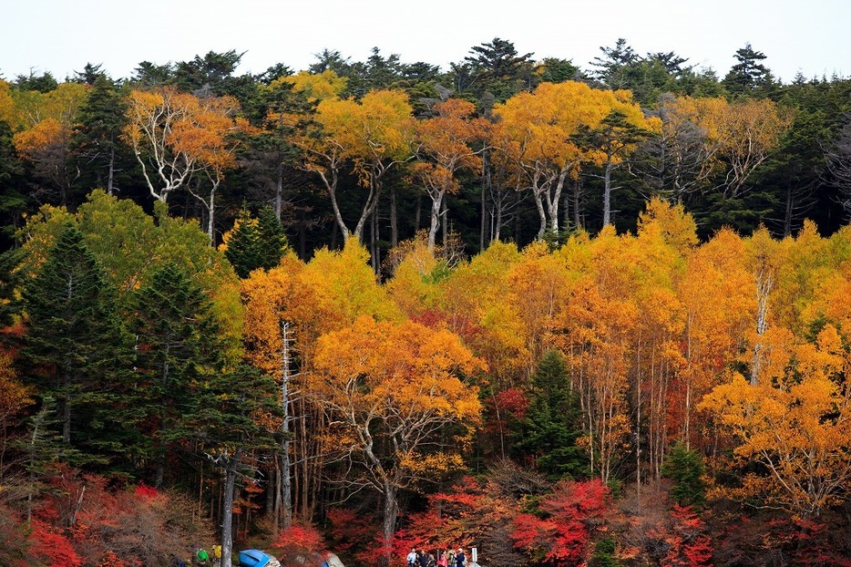 [写真]紅葉の名所、長野・白駒の池の紅葉