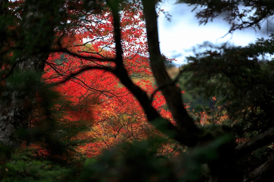 [写真]紅葉の名所、長野・白駒の池の紅葉