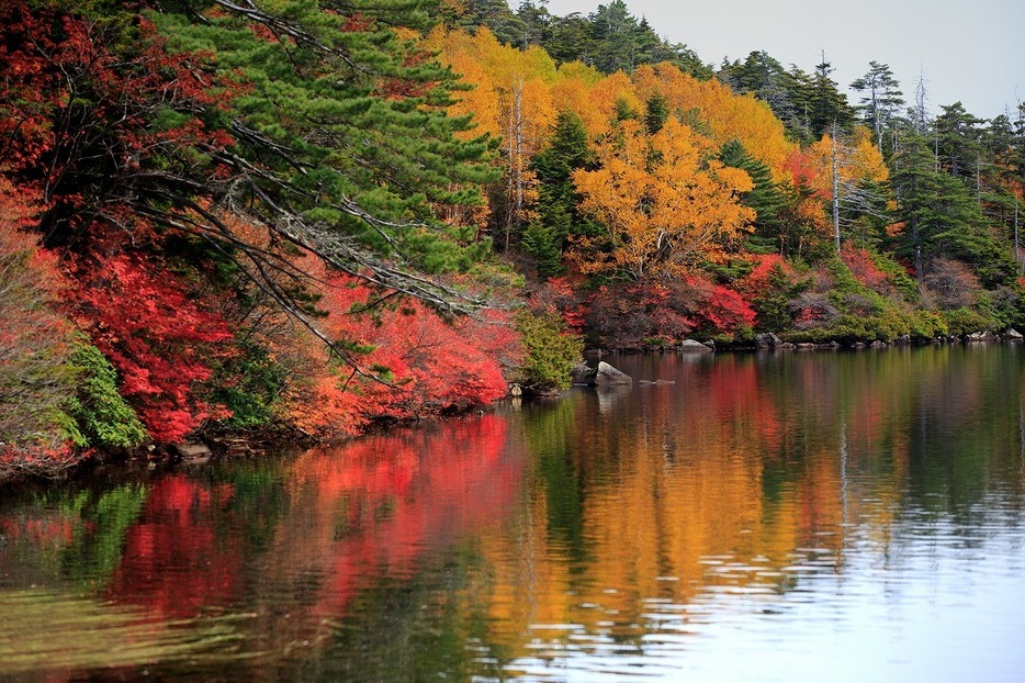 [写真]紅葉の名所、長野・白駒の池の紅葉