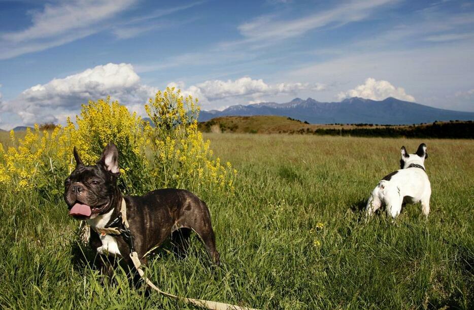 [写真]一方の日本の我が家の犬たち。ドイツ的な自由を求めて東京から移住した先の蓼科で