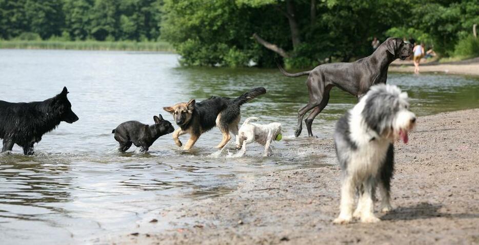 [写真]犬専用ビーチでは、初対面の犬同士が自由を謳歌する