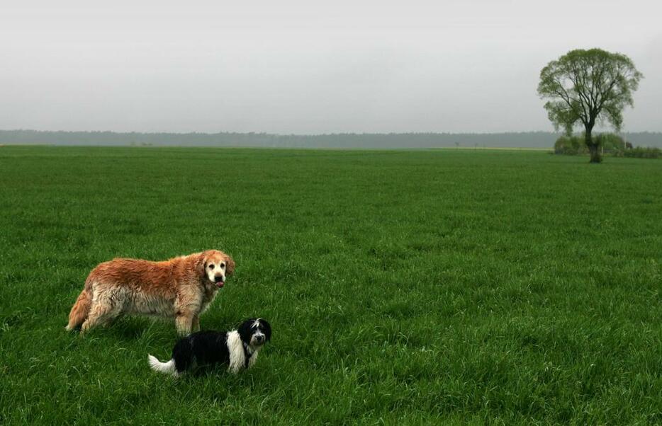 [写真]ドイツの広大な田園風景。犬を解き放つ自由な世界は、こうした空間がなければ成立しにくい