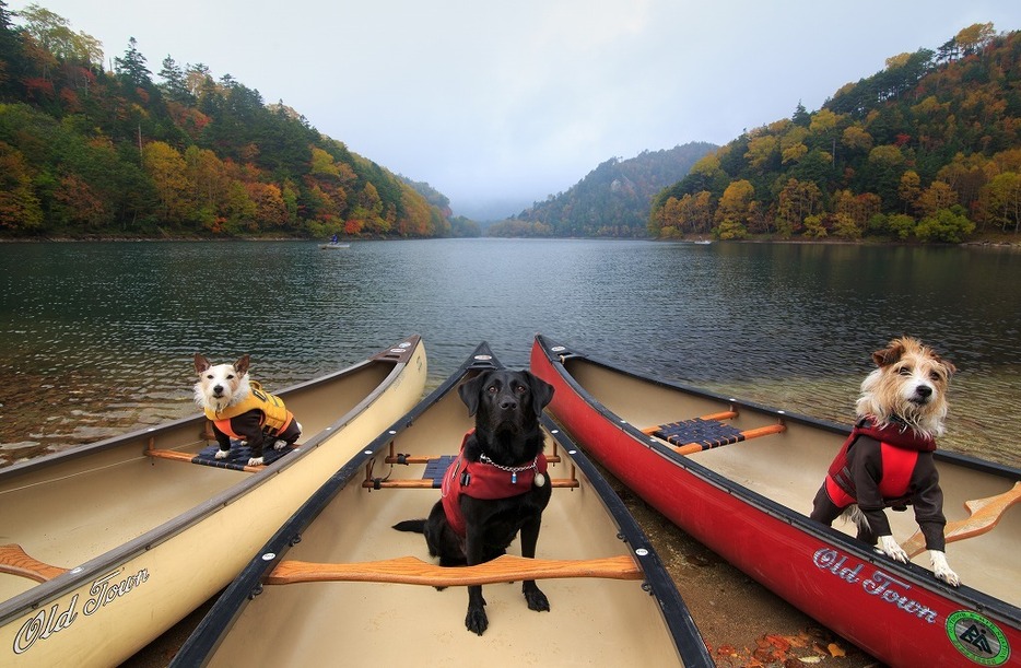 [写真]一緒に旅をしたカヌー犬たち。左からターフ、マービー、リーフ