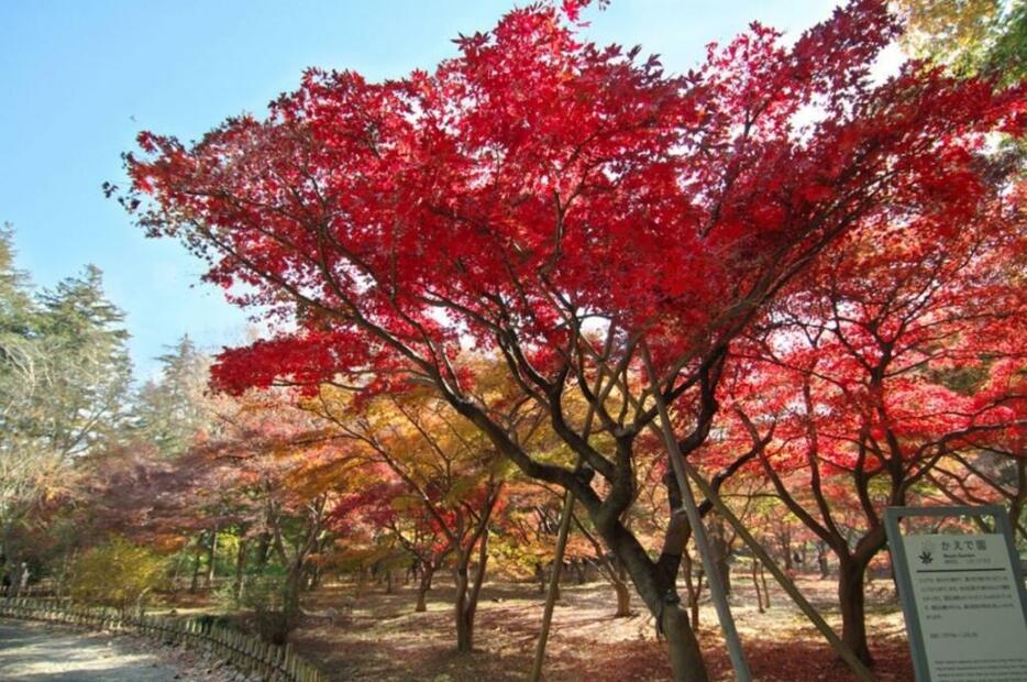 神代植物公園の紅葉