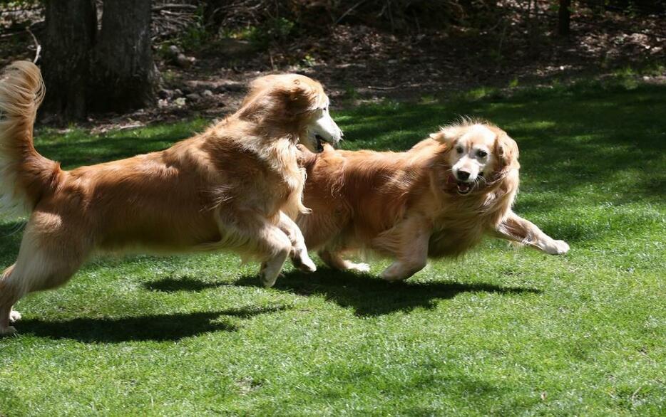 [写真]実家の『マリー』（右）と、近所に住む兄の『コナン』。子犬の頃から変わらず仲が良い