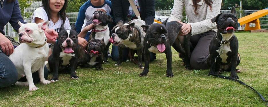 [写真]我が家のマメ（右端）と6兄弟（左端は母犬）。「三つ子の魂百まで」と言うが……