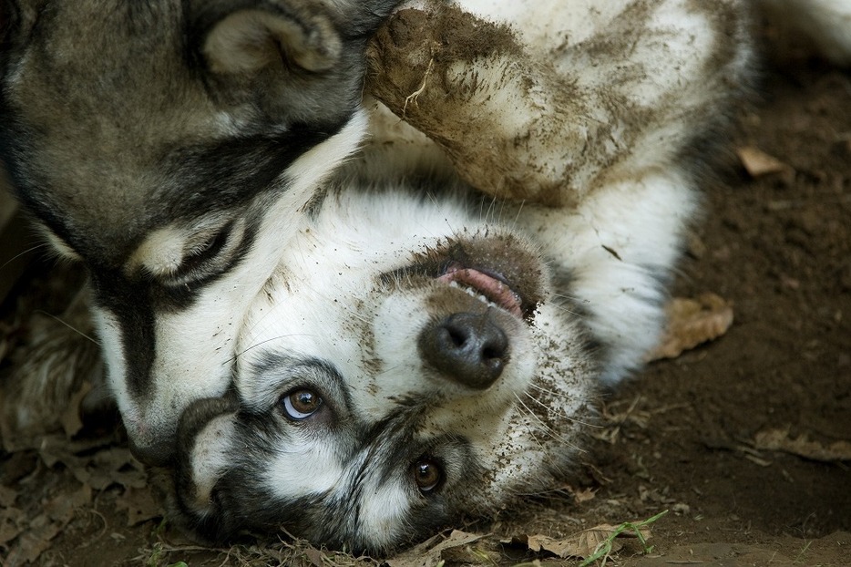 [写真]dogS「2頭が絡む先に見えるもの」（1）