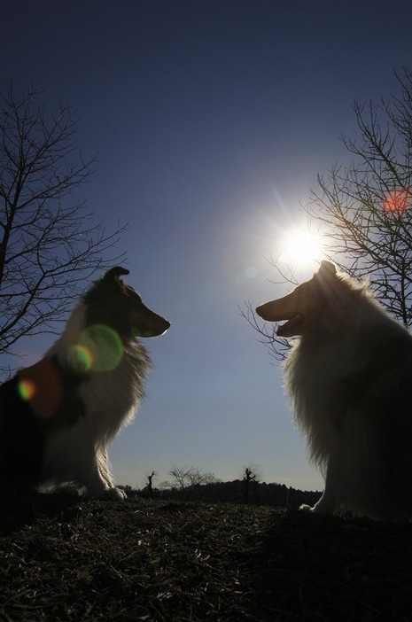 [写真]dogS「2頭が絡む先に見えるもの」（6）