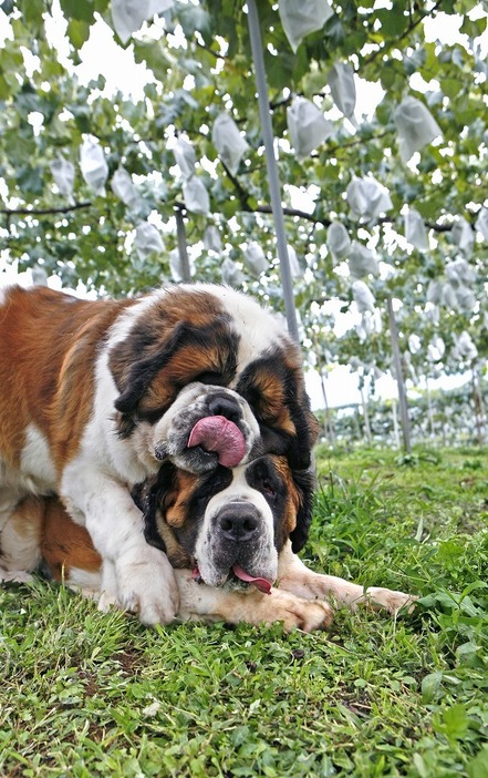 [写真]dogS「2頭が絡む先に見えるもの」（5）