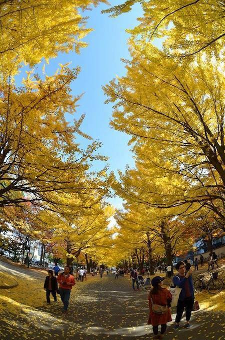 [写真]北大構内のイチョウ並木が青空に映える（2014年10月26日、林直樹氏撮影）