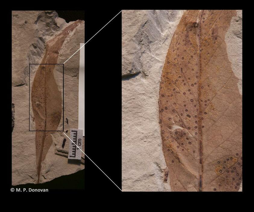 Image 3:虫食いによってできた多数の穴がみられる木の葉の化石。当時の昆虫の生態や多様性が調べられる。写真提供：マイク・ドノヴァン。