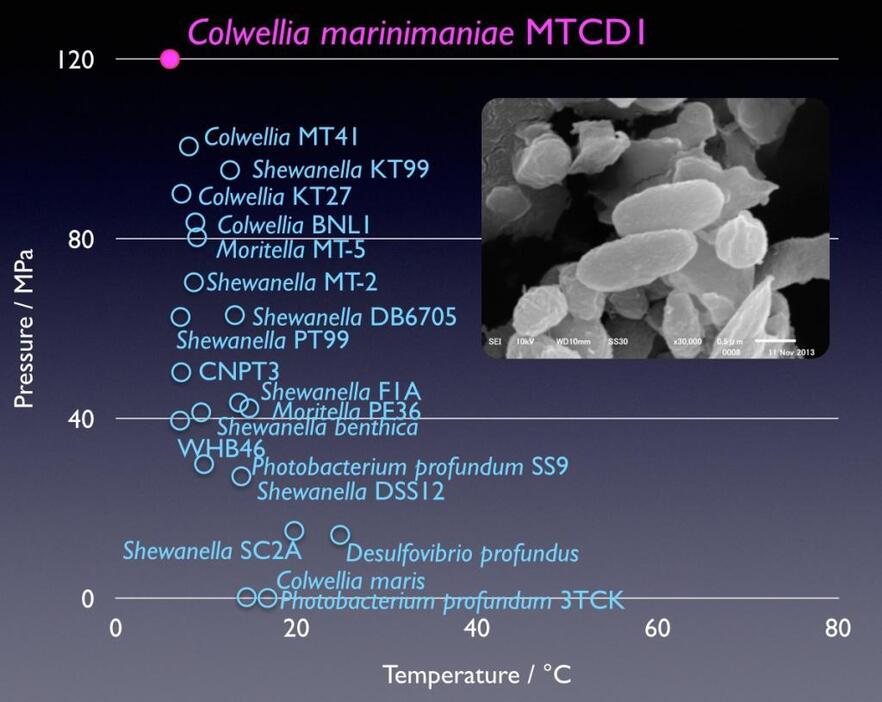 ［図3］これまで知られている好圧性バクテリアの生育環境。赤字が発見された「（学名）Colwellia marinimaniae」 （提供：和歌山高専・楠部准教授）