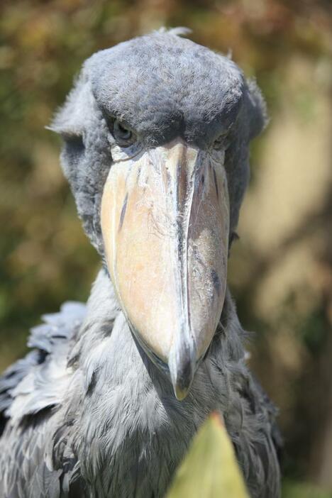 挑戦的な目つきのハシビロコウ（写真提供：アフロ）